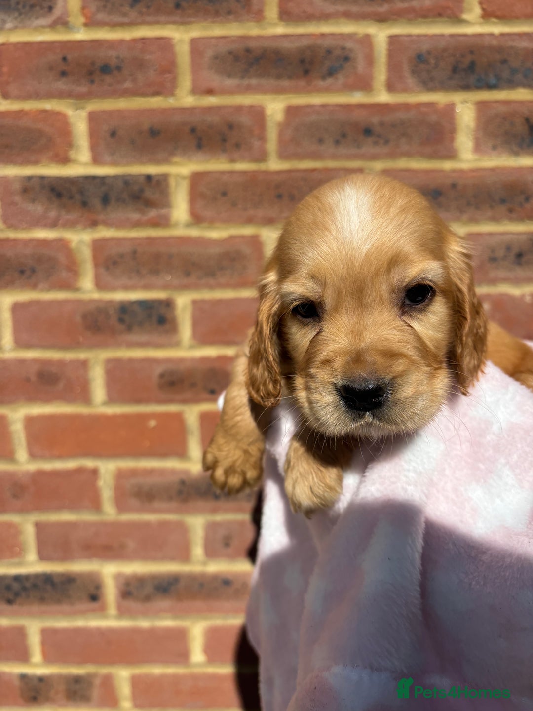 Cocker Spaniel dogs for sale: 🩷Rosie’s Stunning Puppies 🩷 - Image 16