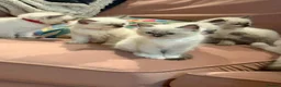 Ragdoll cats for sale: Pedigree Blue Point Ragdoll kittens  in Kirriemuir - Advert 4
