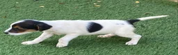 Jack Russell dogs for sale: Jack Russell puppies  - Advert 14