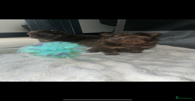 Pomeranian dogs - Advert 6