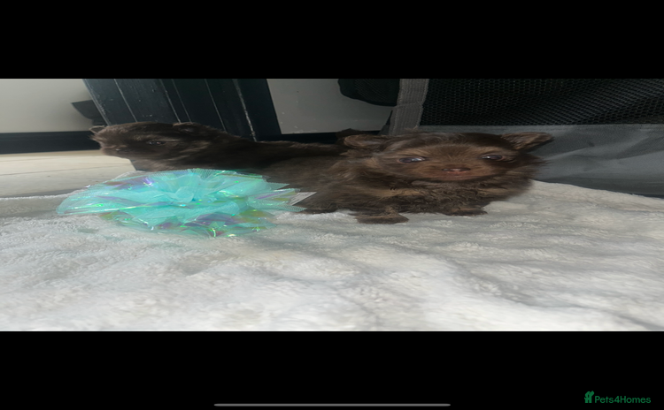 Pomeranian dogs - Advert 9