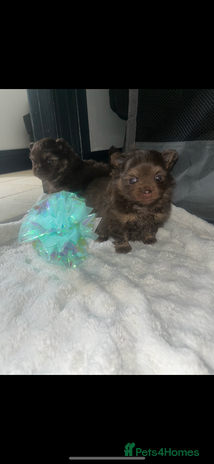 Pomeranian dogs - Advert 9