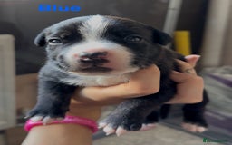 Mixed Breed dogs for sale: Staffie mix puppies - Image 11