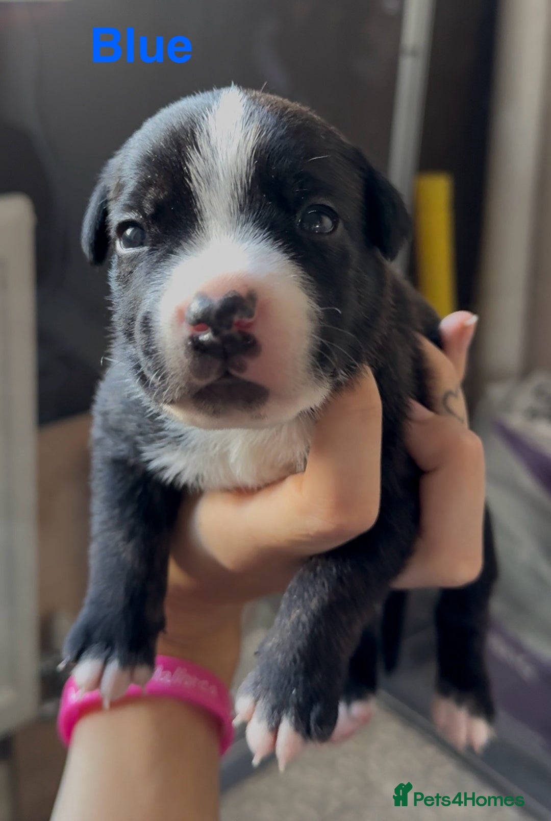 Mixed Breed dogs for sale: Staffie mix puppies - Image 11