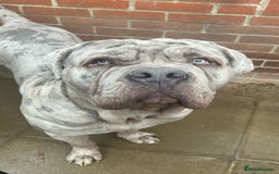 Boxer dogs for sale: Beautiful Boxer cross - Image 13