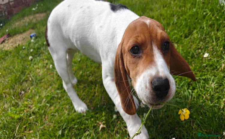 Beagle dogs - Advert 12