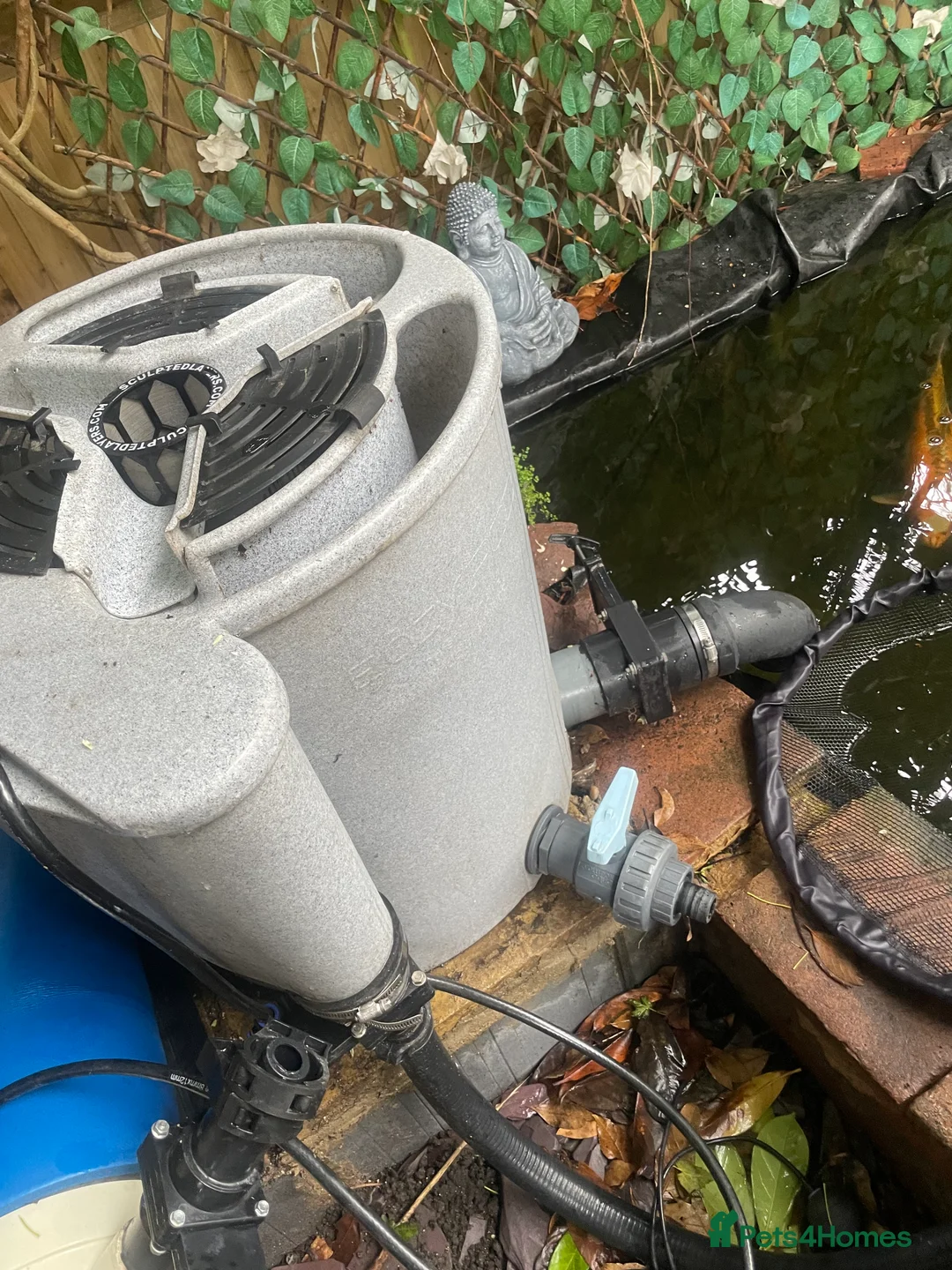 Koi Carp fish for sale: Shusui £90. Chagoi £80 Ghost £50 - Advert 6