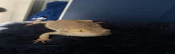 Bearded Dragon reptiles for sale: Breaded dragon in Derby - Advert 3