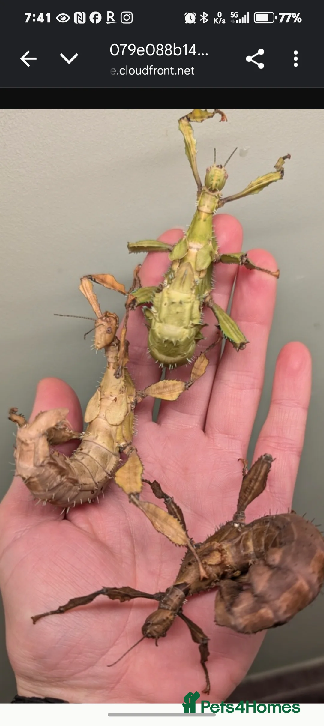 Stick Insects invertebrates for sale: Extatosoma tiaratum, Australian walking stick Eggs - Advert 8