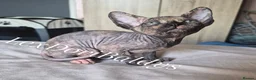 Sphynx cats for sale: Sphynx kittens 5 Tica generation certificate  in Belfast - Advert 12