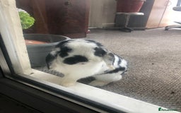 Mini Lop rabbits for sale: Mini Lop Rabbit  - Image 4