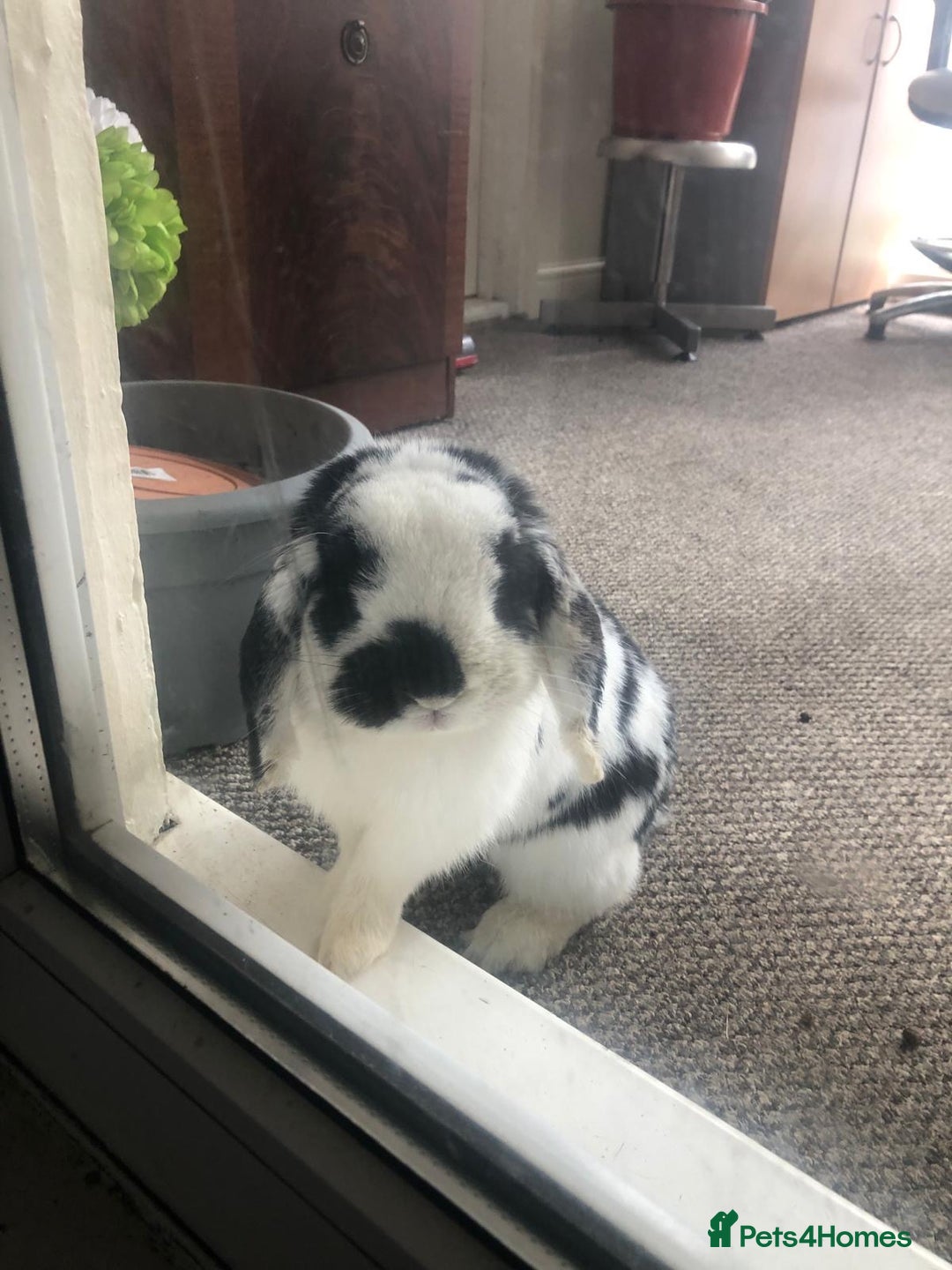 Mini Lop rabbits for sale: Mini Lop Rabbit  - Image 4