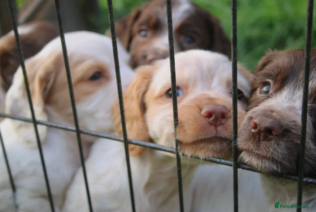 Cocker Spaniel dogs for sale: Working Cocker Spaniel Puppies  - Advert 2