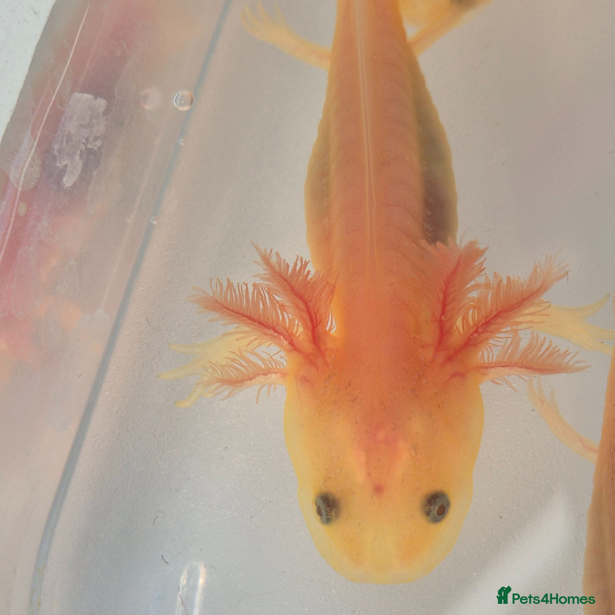 Axolotl reptiles Beutiful Lucianic Albino Babies 3 months old - Advert 2