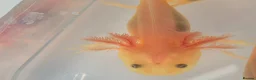 Axolotl reptiles for sale: Lucy Albino Babies 4 months-£20 and 2 months-£10 - Advert 10