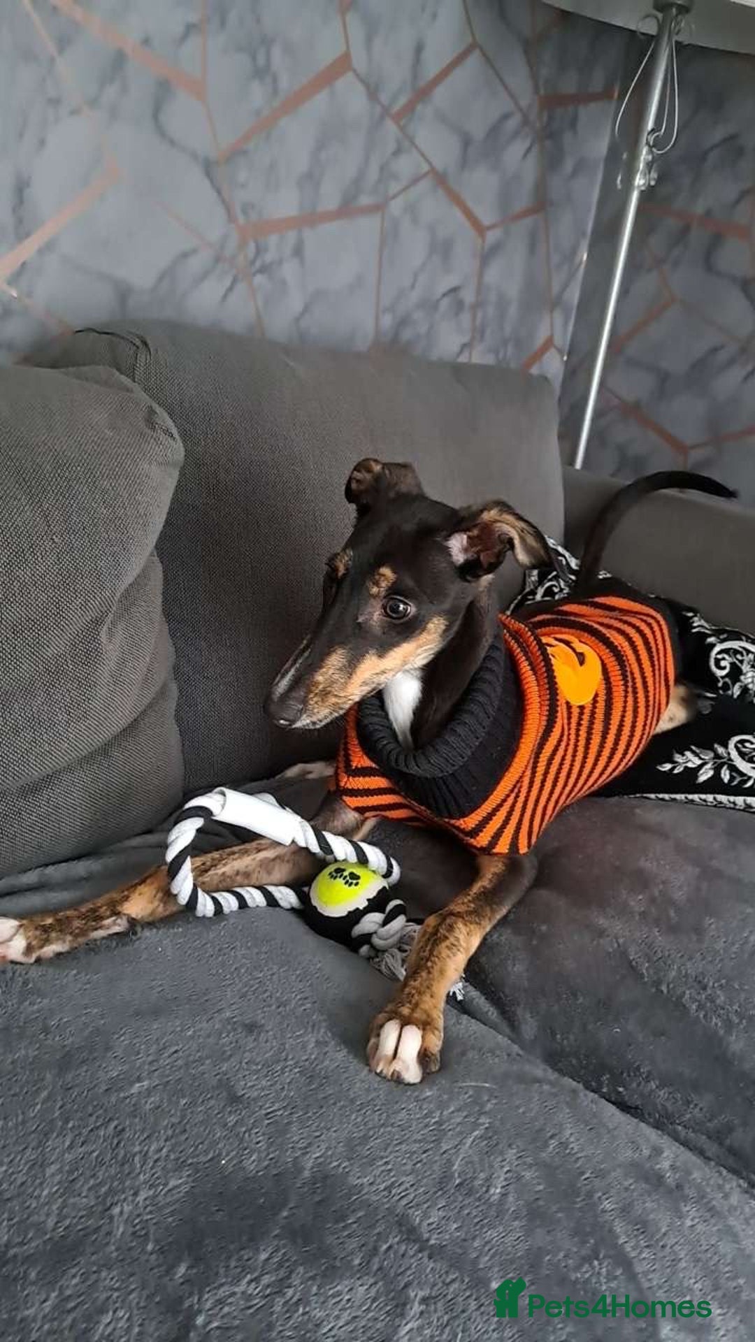 Mixed Breed dogs for sale: Female Greyhound/Saluki for sale URGENT - Image 2