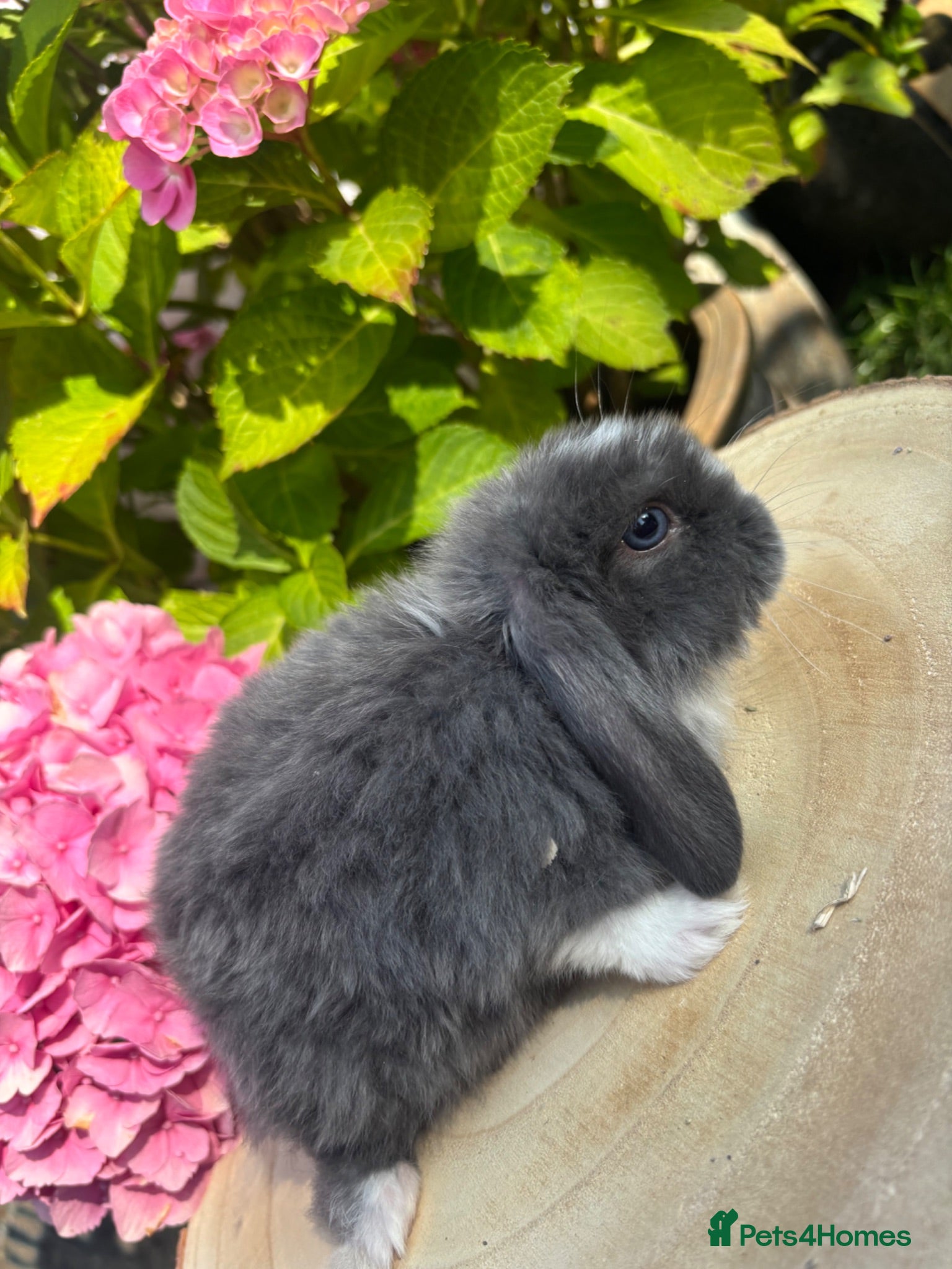 Mini Lop rabbits Mini lops looking for 5🏡 homes  - Advert 6