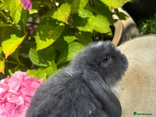 Mini Lop rabbits Mini lops looking for 5🏡 homes - Advert 6