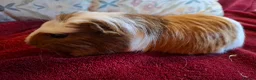 Guinea Pig rodents for sale: Beautiful Baby Guinea-pigs ready Now  - Advert 9