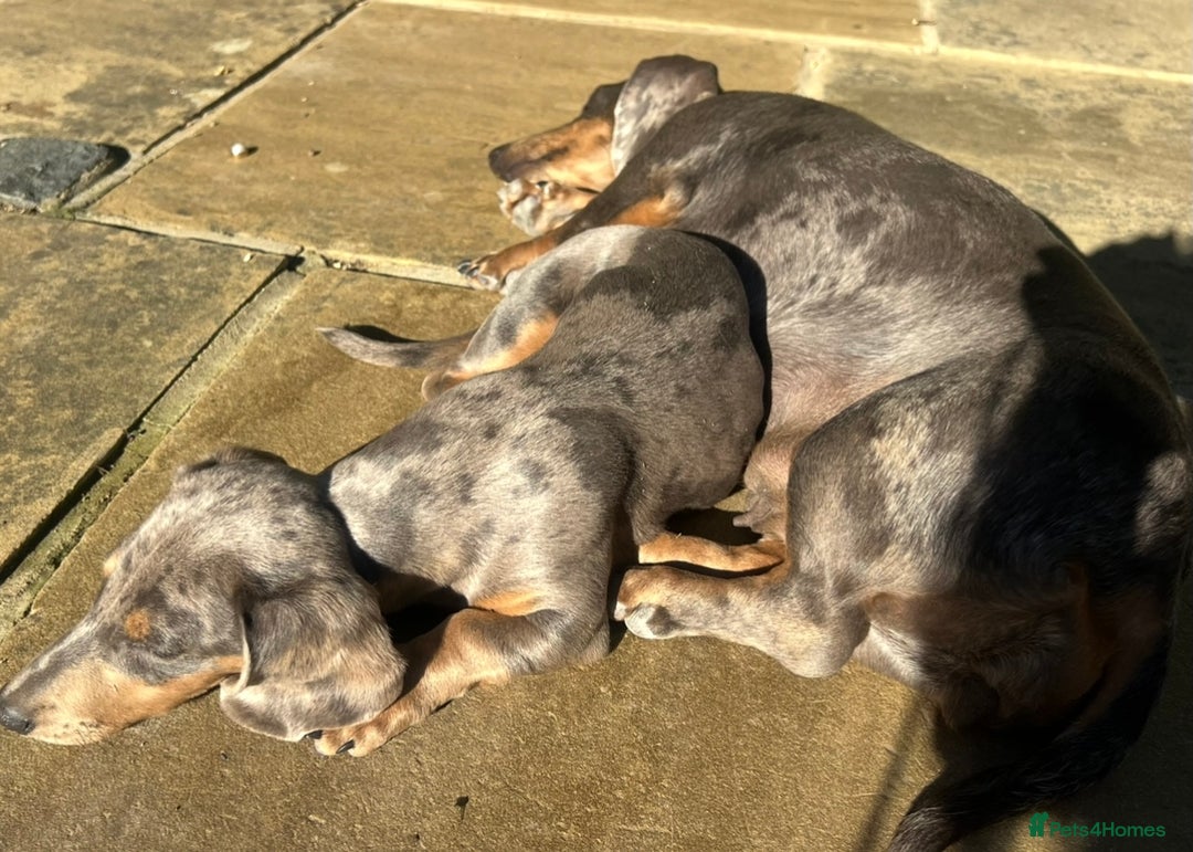 Miniature Dachshund dogs for sale: BLUE DAPPLE AND TAN BABY SAUSAGE AND HER MOTHER 💕 - Image 11