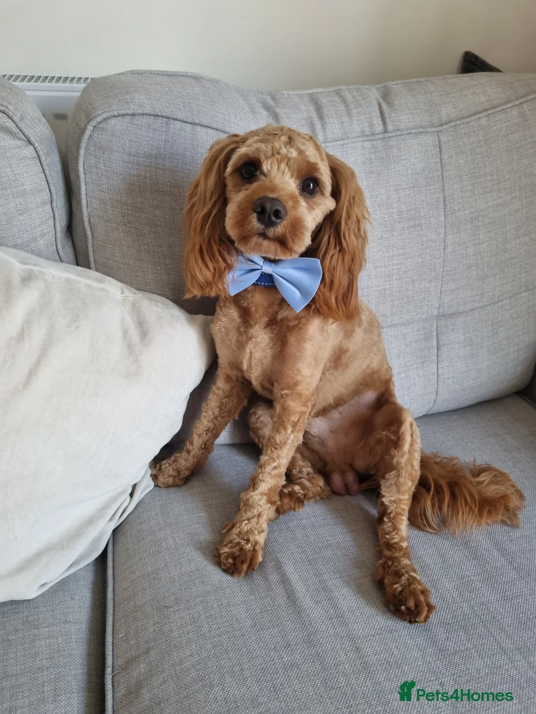 Cavapoo dogs for stud: Experienced, proven and health tested cavapoo stud in London - Advert 25