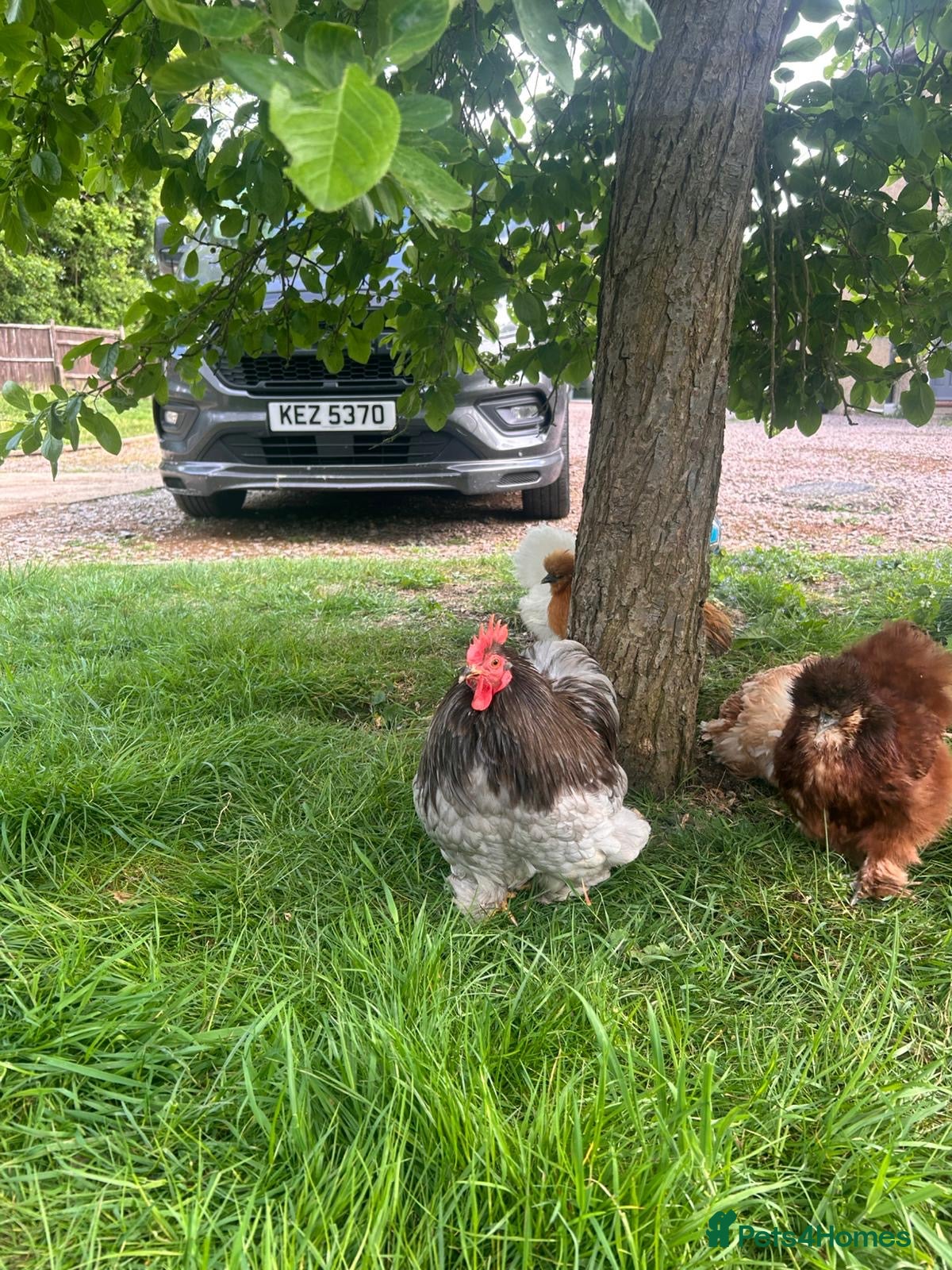 Chickens poultry for sale: Mixed Hatching Eggs  - Advert 3
