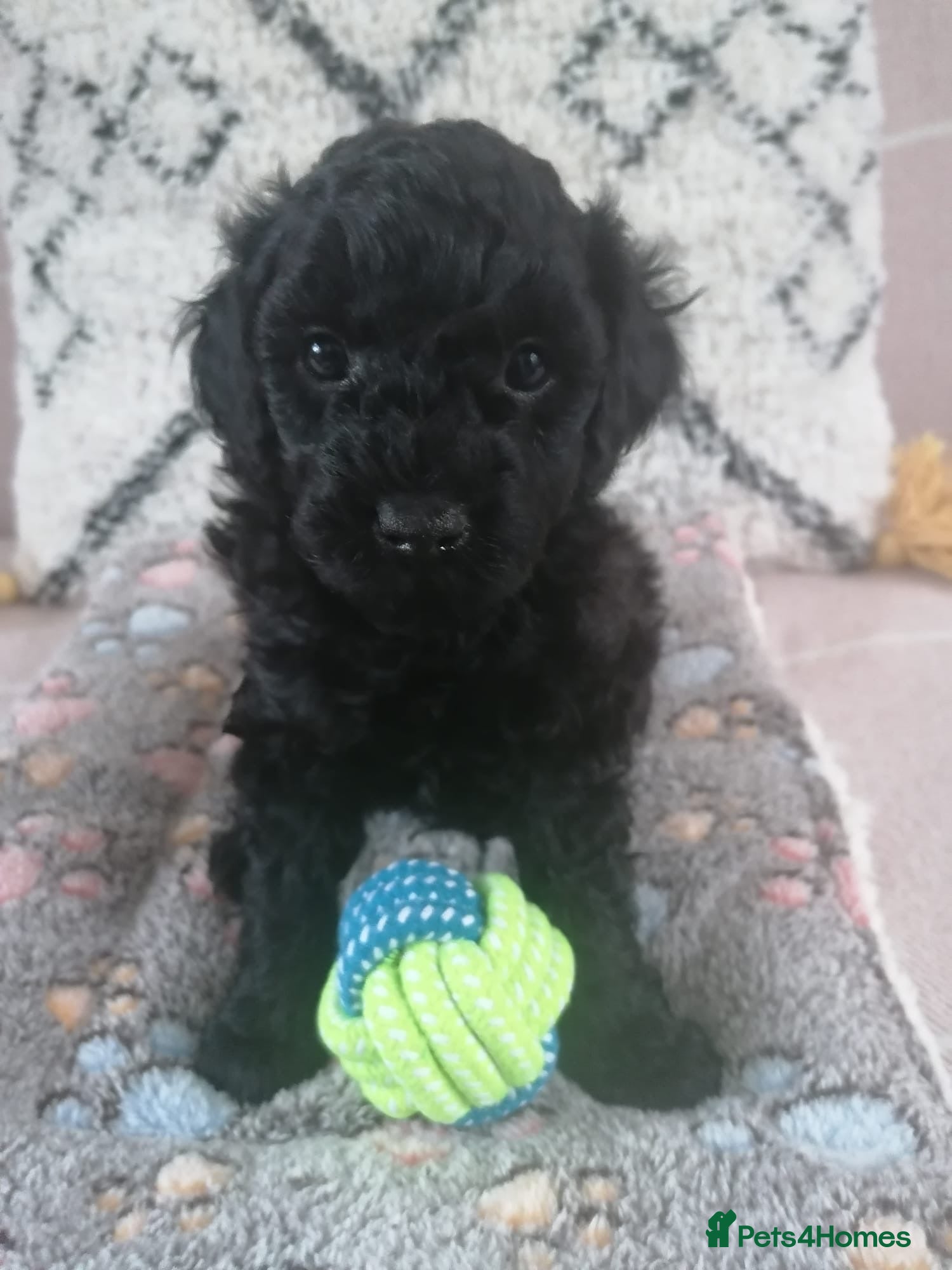 Toy Poodle dogs 4 Beautiful toy poodle puppies, black and red  - Advert 2