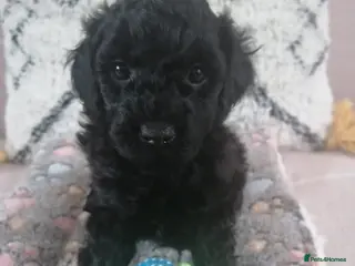 Toy Poodle dogs 4 Beautiful toy poodle puppies, black and red - Advert 2