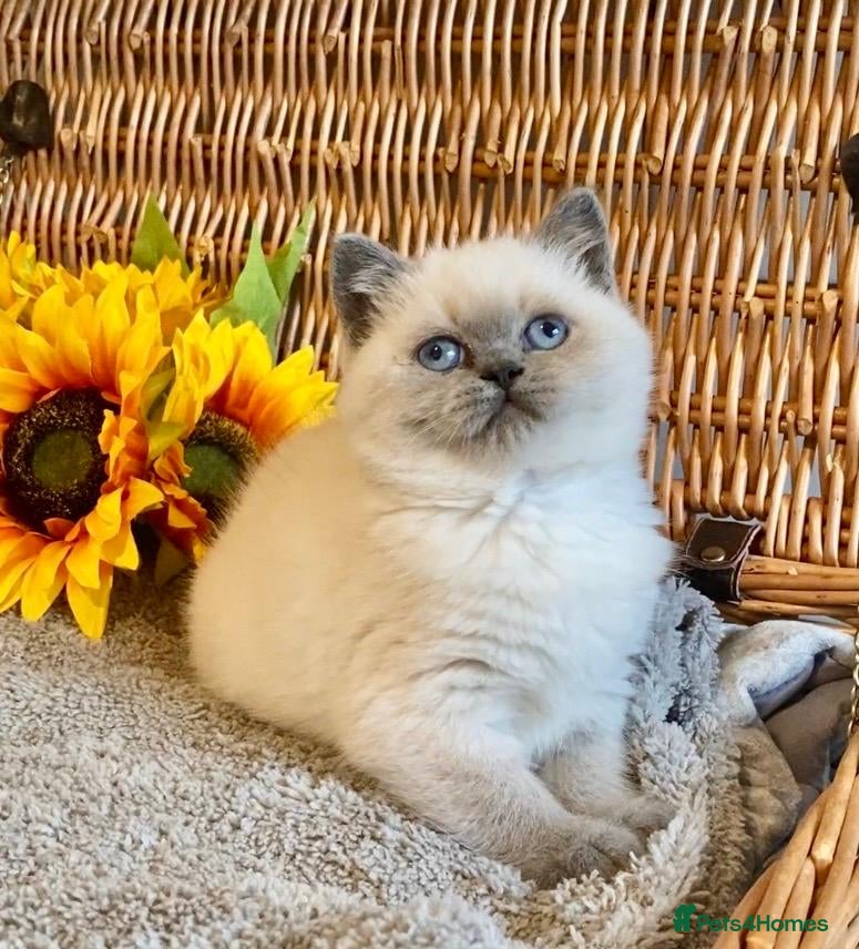 British Shorthair cats for sale: ( 1 LEFT) EXCEPTIONAL PURE BRED BSH TEDDY BEARS - Advert 14