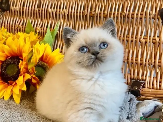 British Shorthair cats for sale: ( 1 LEFT) EXCEPTIONAL PURE BRED BSH TEDDY BEARS - Advert 14
