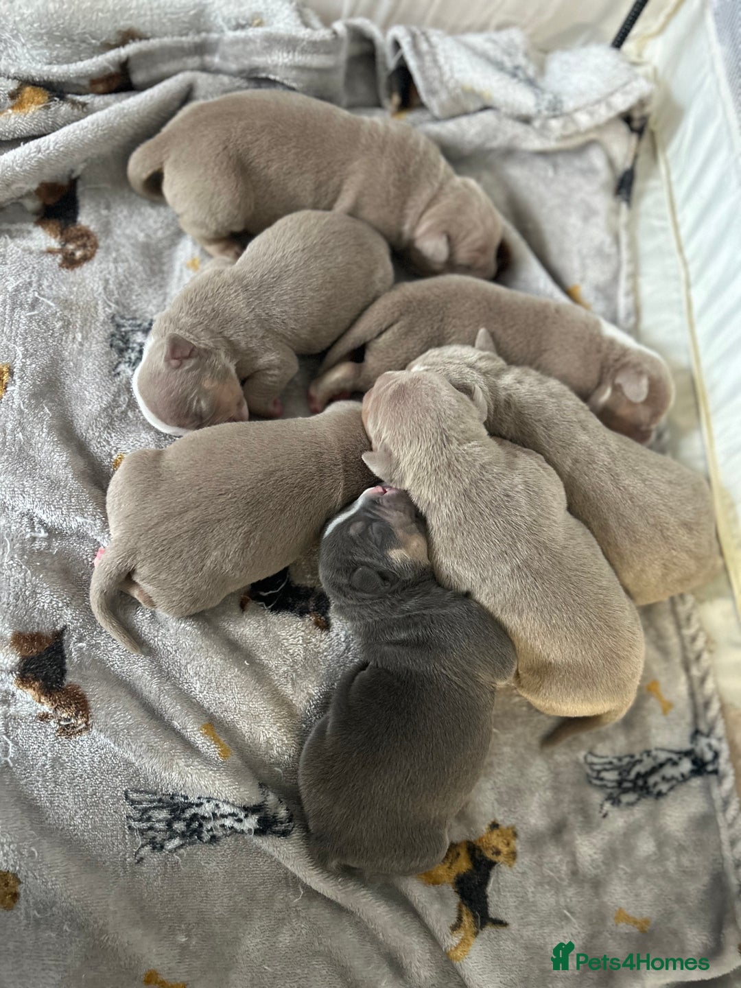 American Bully dogs for sale: American pocket bully’s  - Advert 11