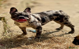 French Bulldog dogs for sale: French bulldogs - Image 35