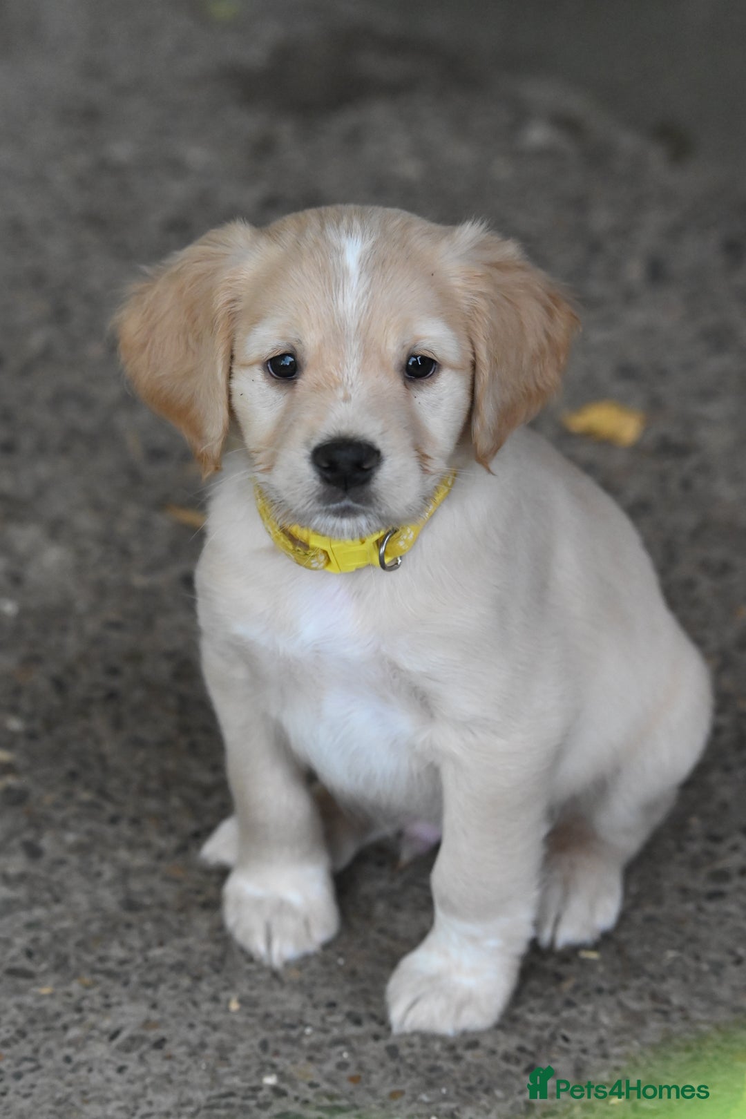 Cocker Spaniel dogs for sale: READY SOON! Working Cocker Spaniel mix Puppies  - Image 30