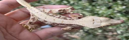 Gecko reptiles for sale: Various crested geckos  - Advert 24