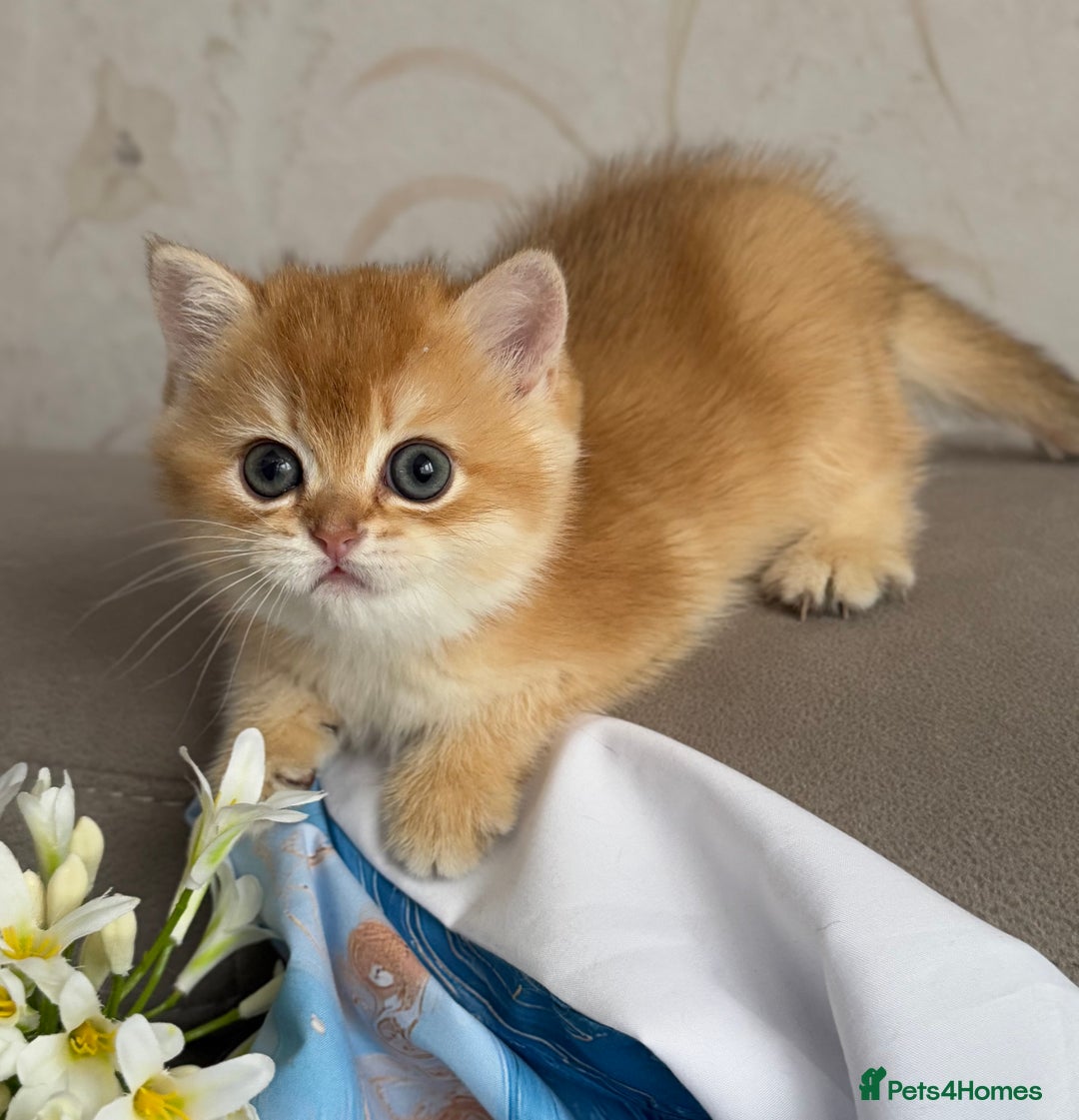 British Shorthair cats for sale: 🌟 Last two beautiful  Golden BSH girls 🌟 - Advert 6