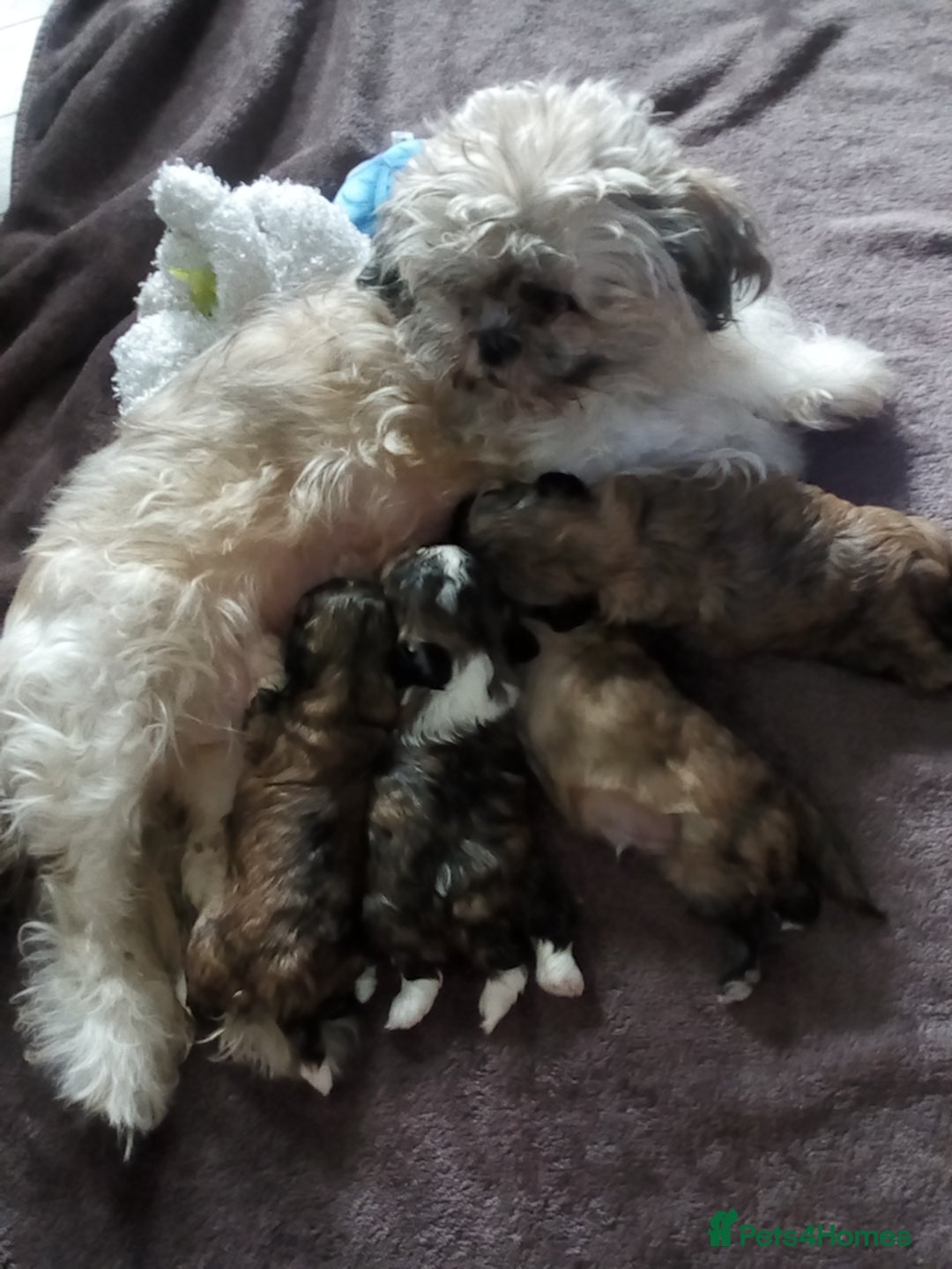Shihpoo dogs for sale: F1B Shihpoo Teddy Bear Puppy's  - Image 10