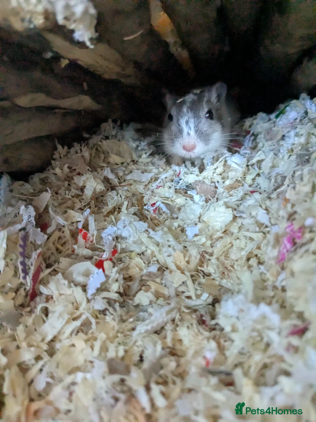 Gerbil rodents for sale: Two brothers with full setup in Battle - Advert 2