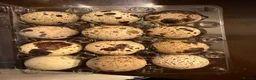 Quail poultry for sale: Quail eggs coturnix jumbo - Advert 2