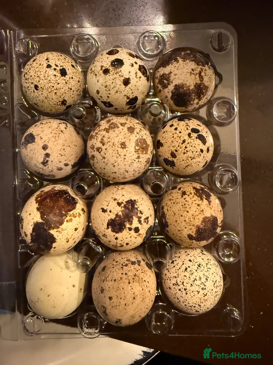 Quail poultry for sale: Quail eggs coturnix jumbo - Advert 2