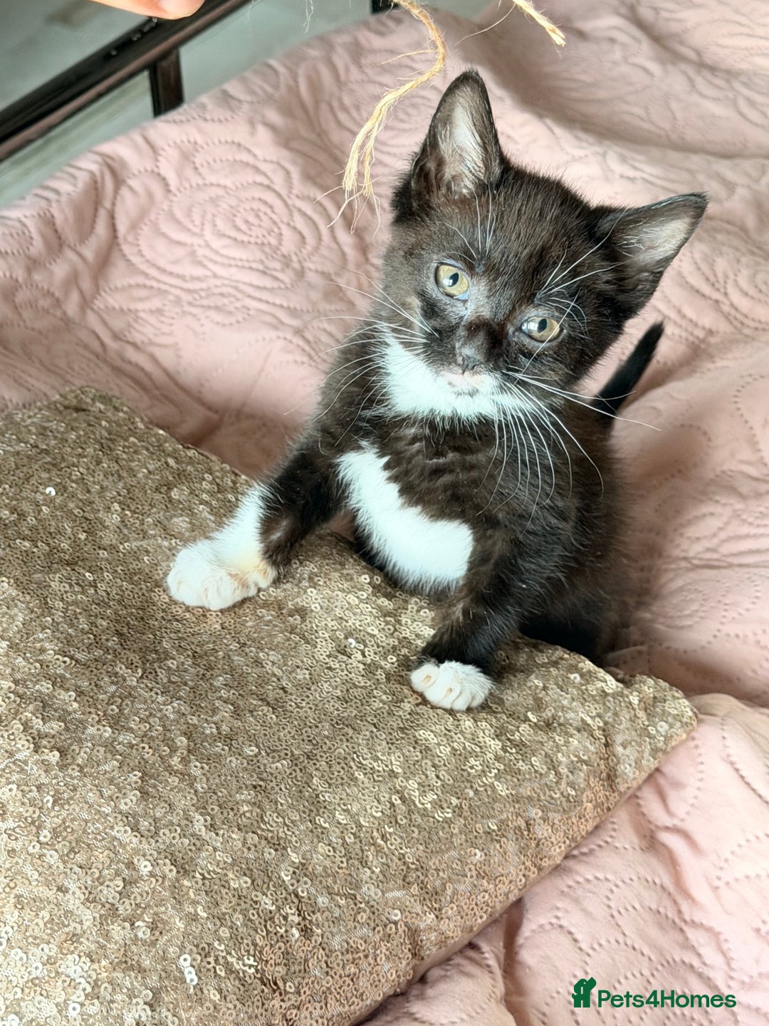 British Shorthair cats for sale: Purr-fect  **  Kittens Ready for new home - Advert 17