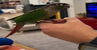 Conures birds - Advert 10