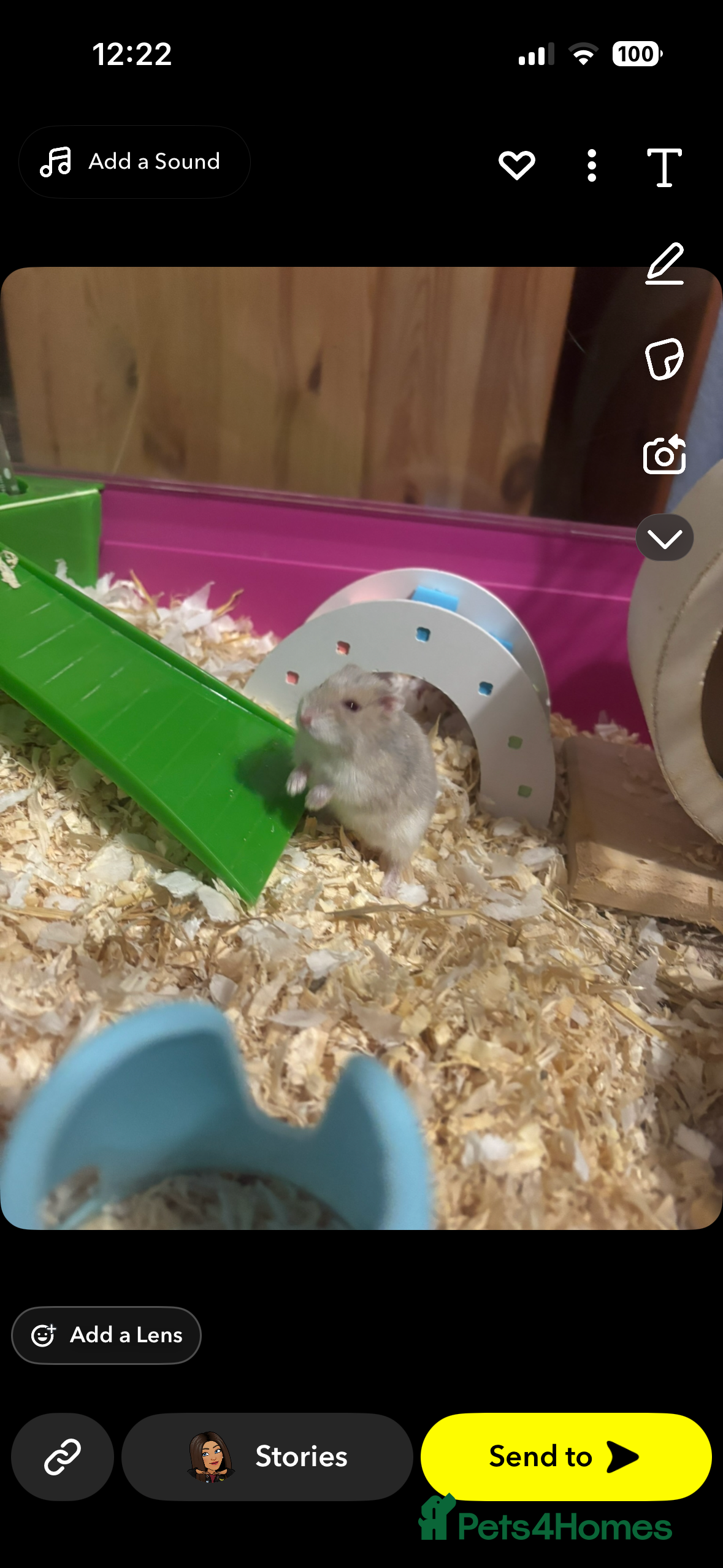 Hamster rodents Male russian/ Syrian dwarf hamster - Advert 14