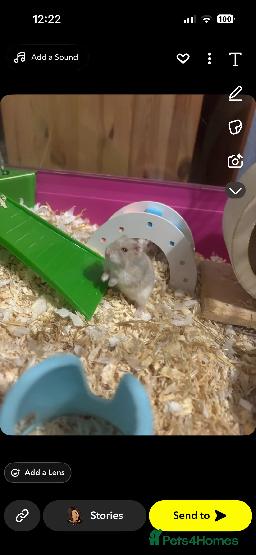 Hamster rodents for sale: Male russian/ Syrian dwarf hamster - Advert 1