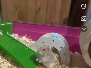 Hamster rodents Male russian/ Syrian dwarf hamster - Advert 14