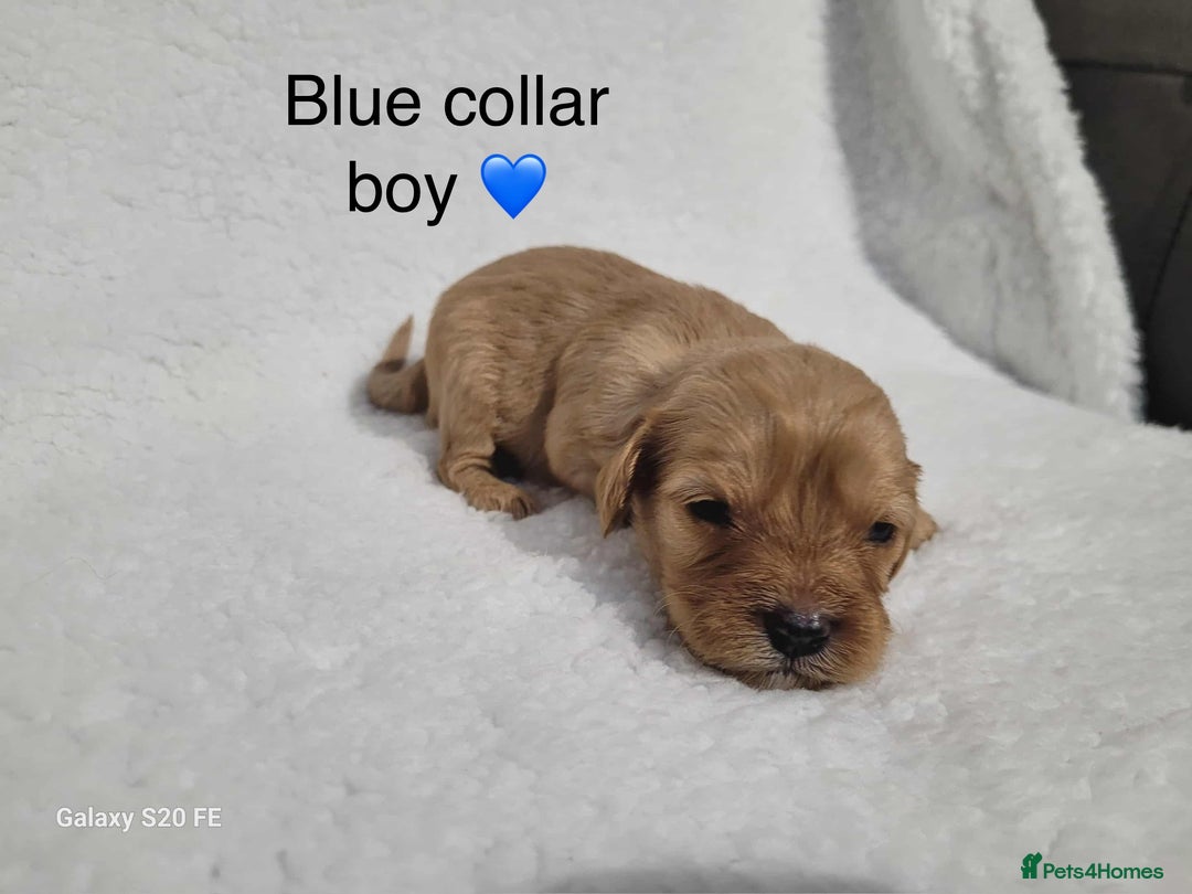 Cavapoo dogs for sale: Stunning litter of cavapoos - Image 6
