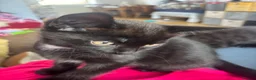 Mixed Breed cats for sale: Two males looking for homes  in Dundee - Advert 5