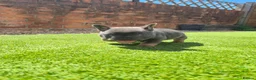 French Bulldog dogs for sale: Top Quality KC Registered French Bulldog 2x Micro  in Bournemouth - Advert 32