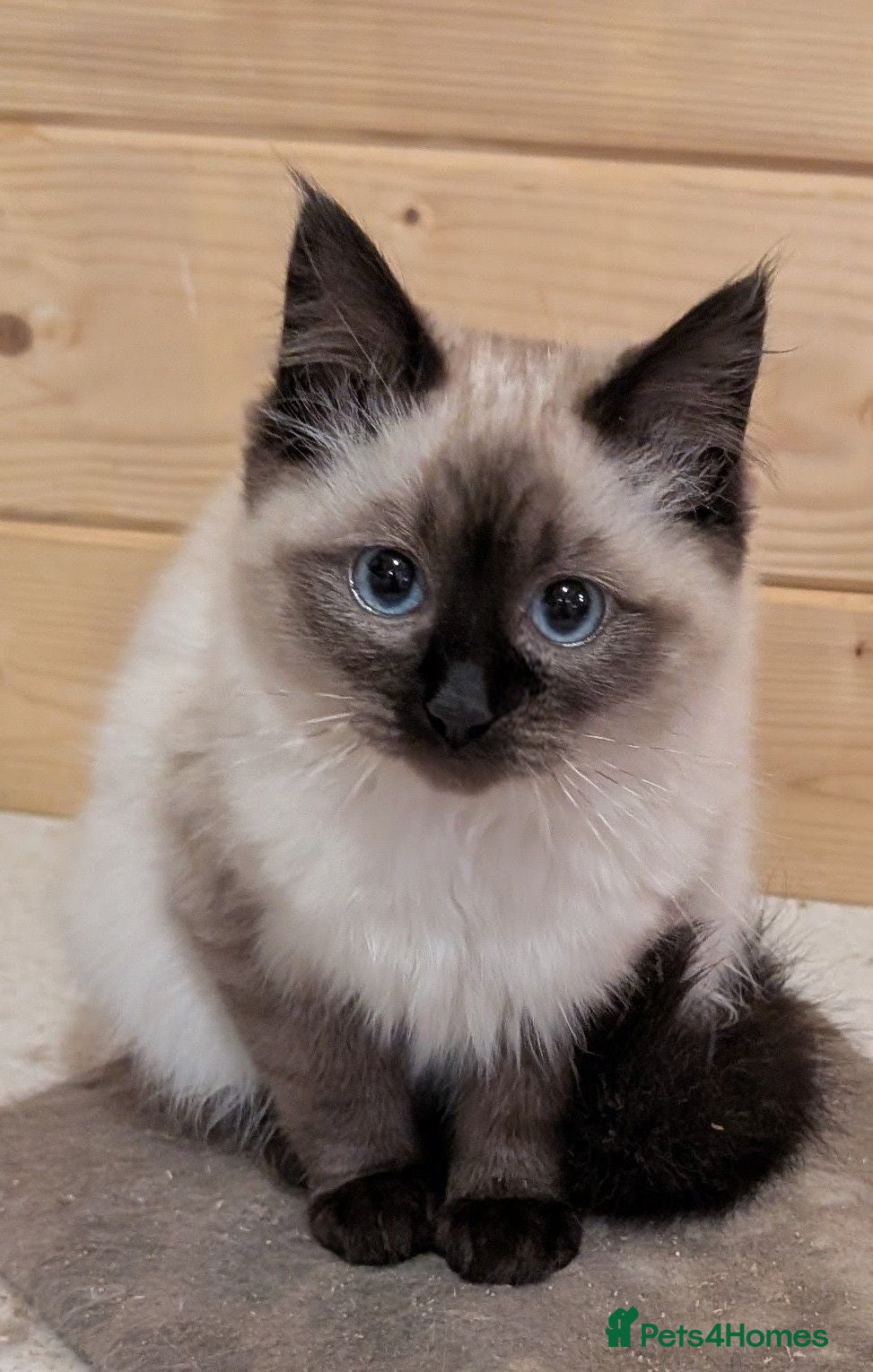 Ragdoll cats Ragdoll kittens  - Advert 2
