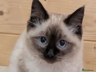 Ragdoll cats Ragdoll kittens - Advert 5