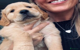 Golden Retriever dogs for sale: Golden retriever puppies!  - Image 19